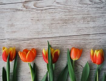 Close-up of red tulips on table