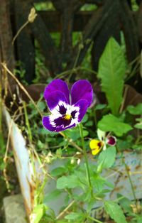 Close-up of purple flower