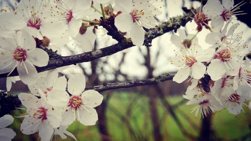 Close-up of flowers on branch