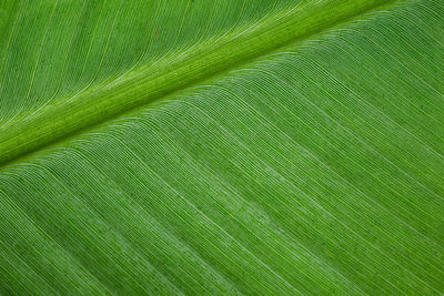 Full frame shot of green leaf