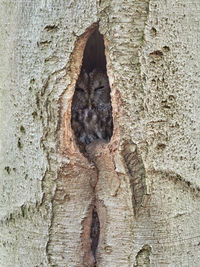 Close-up of hole in tree trunk