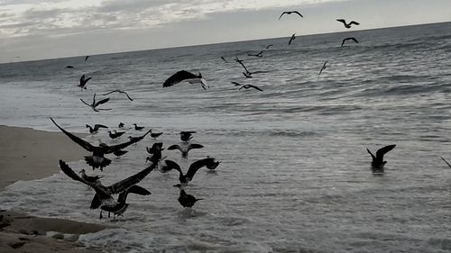 Seagull flying over sea
