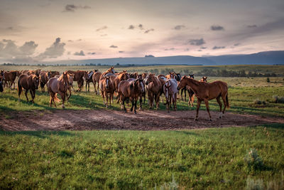 Horses in a field