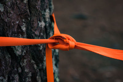 Close-up of rope tied up on rock