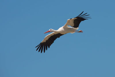 Low angle view of a bird flying