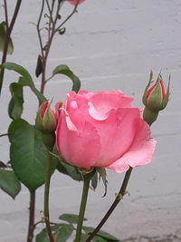 Close-up of pink rose