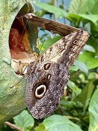 Close-up of butterfly on tree