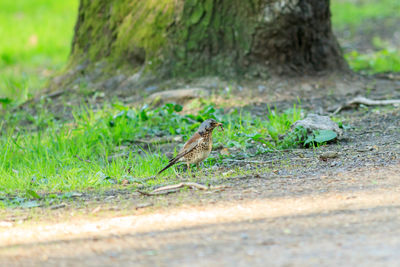 Close-up of bird perching on wood