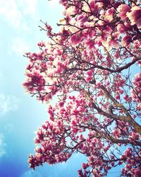 Low angle view of apple blossoms against sky