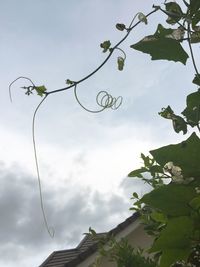 High section of tree against clouds