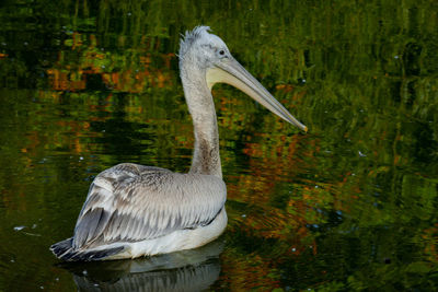 Pelican on lake