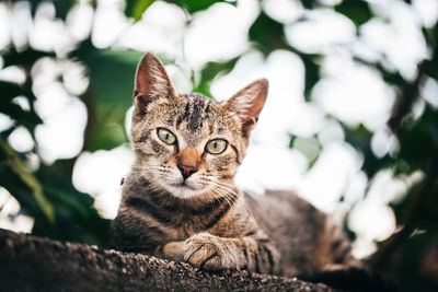 Portrait of cat relaxing on wall