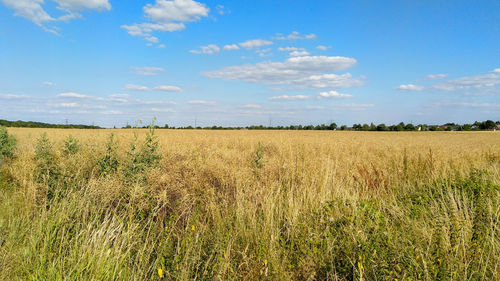 Scenic view of agricultural field against sky