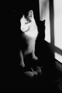 Cat looking away