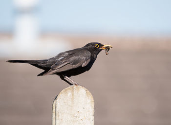 Close-up of black bird holding insect in beak