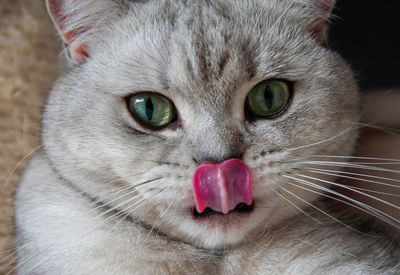 Close-up portrait of cat