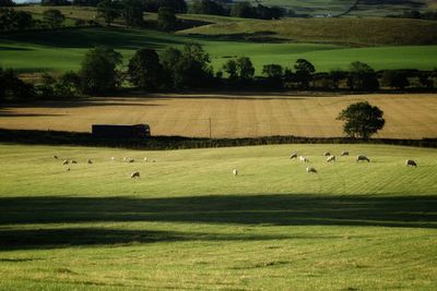 Farmland beauty