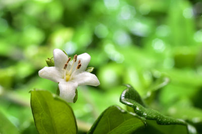 Close-up of white flowering plant