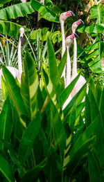 Close-up of green plants