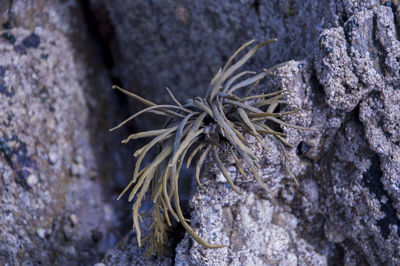 Close-up of lizard on tree trunk