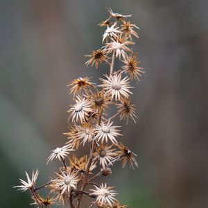 Close-up of wilted flowers