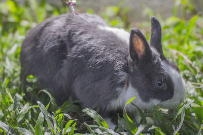 Close-up of rabbit  lying on field