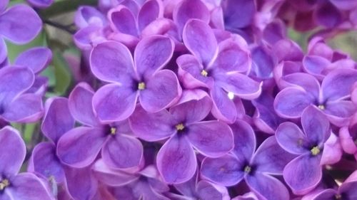 Close-up of purple flowers