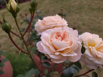 Close-up of white roses