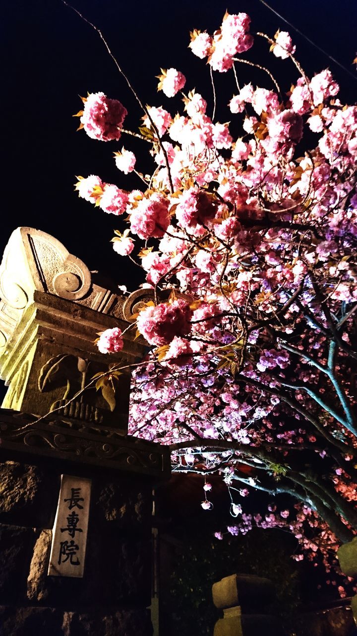 flower, low angle view, pink color, built structure, building exterior, architecture, freshness, fragility, growth, branch, outdoors, nature, no people, day, blossom, decoration, tree, petal, clear sky