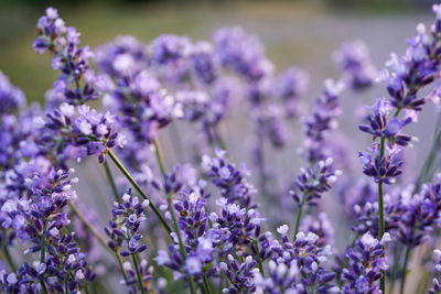 Close-up of purple lavender flowers