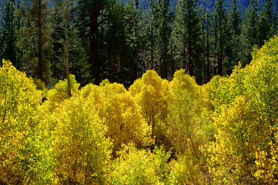 Pine trees in forest