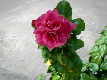 Close-up of pink rose