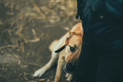 High angle view of dog outdoors