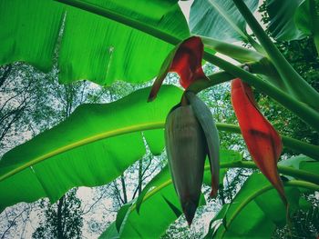 Close-up of red leaves on plant