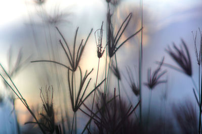 Close-up of silhouette plants against sky during sunset