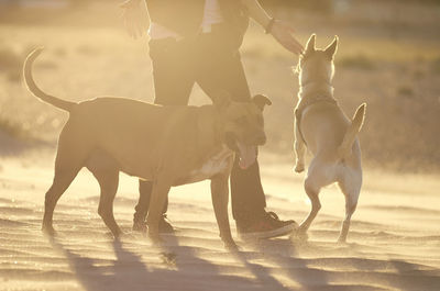 Low section of dog on beach