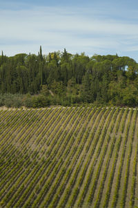 Scenic view of agricultural field against sky