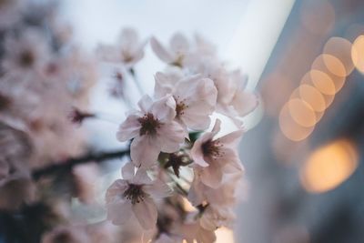 Close-up of cherry blossom