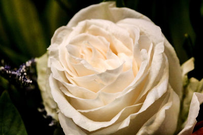 Close-up of fresh white rose blooming outdoors