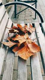 High angle view of dry maple leaves on wood