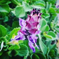 Close-up of purple flowers