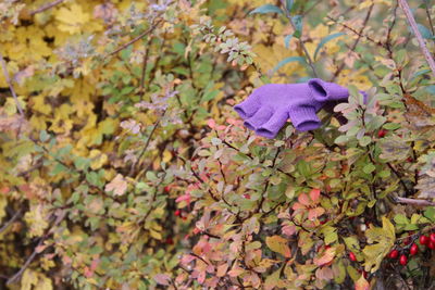 Close-up of purple flowering plant on tree during autumn