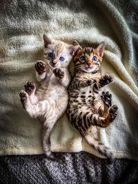 Portrait of cats on bed