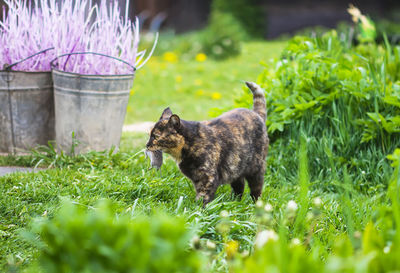 The cat caught a mouse. animal holds the mouse in teeth outdoors on green grass background