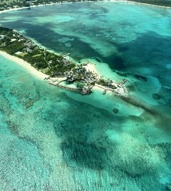 High angle view of turtle in sea