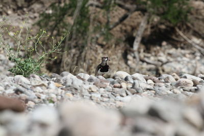 Close-up of bird on rock