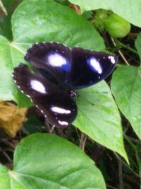 leaf