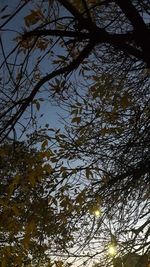 Low angle view of silhouette tree against sky