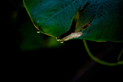 Close-up of raindrops on leaves