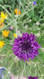 Close-up of purple flowering plant on field